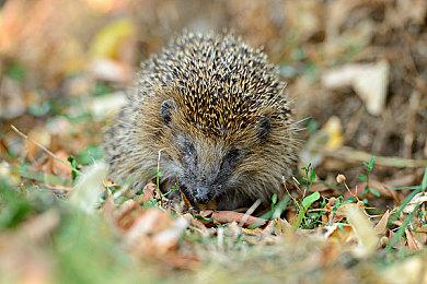 《鬼灭之刃：火神血风谭》免费更新上线时间确定 10月底11月初